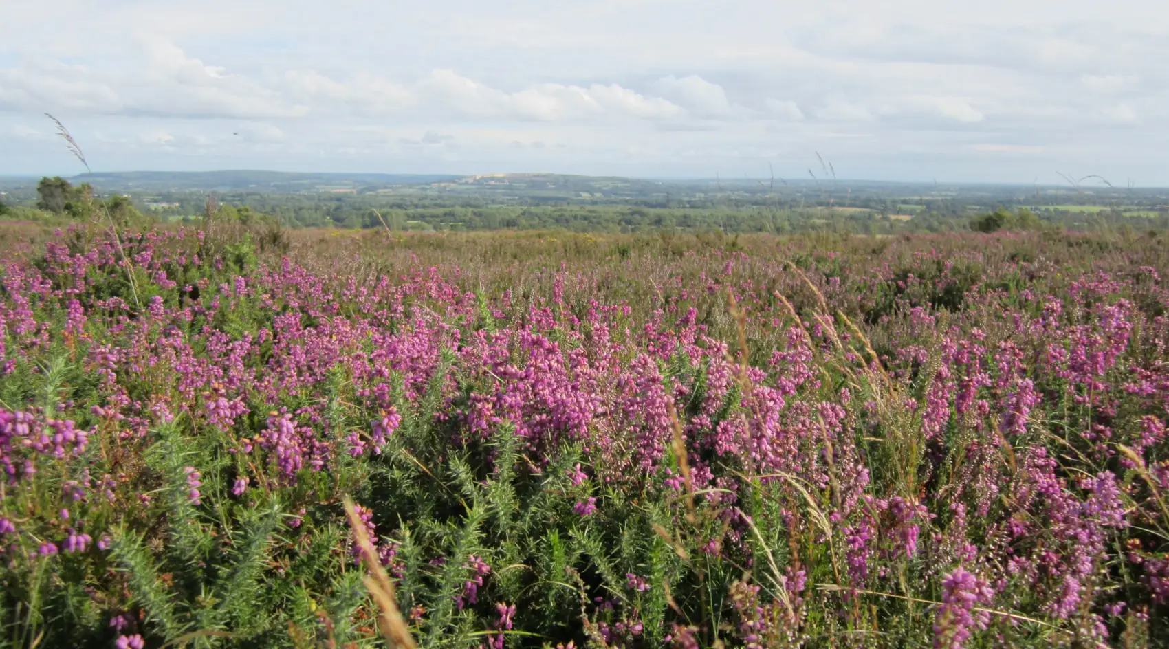 Les bruyères en fleur au Mont de Besneville, à 4,8 km du gîte